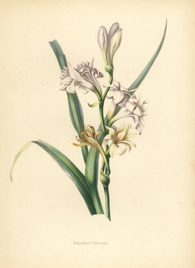 Tuberose, Polianthes tuberosa von Unknown